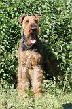 AIREDALE TERRIER 009